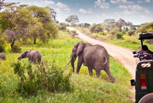 3 päivän Big 5 Krugerin kansallispuiston safari Johannesburgista käsin