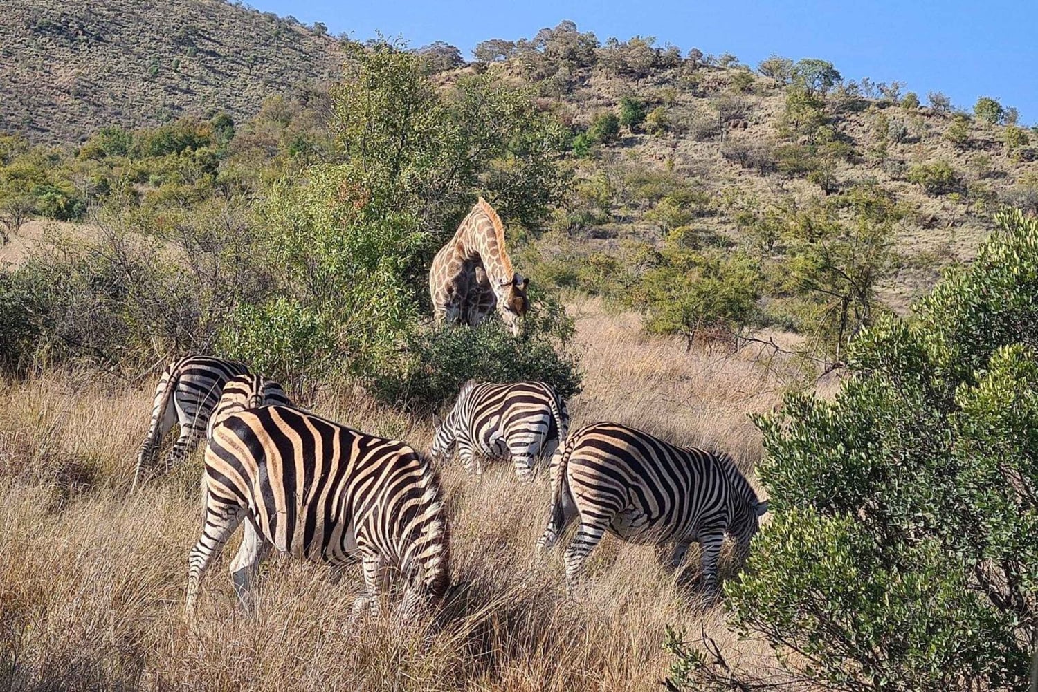 3 Days Kruger National Park Safari and Panorama Route Tour