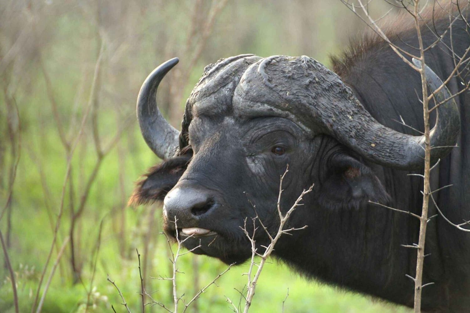 3 Days Kruger National Park Safari and Panorama Route Tour