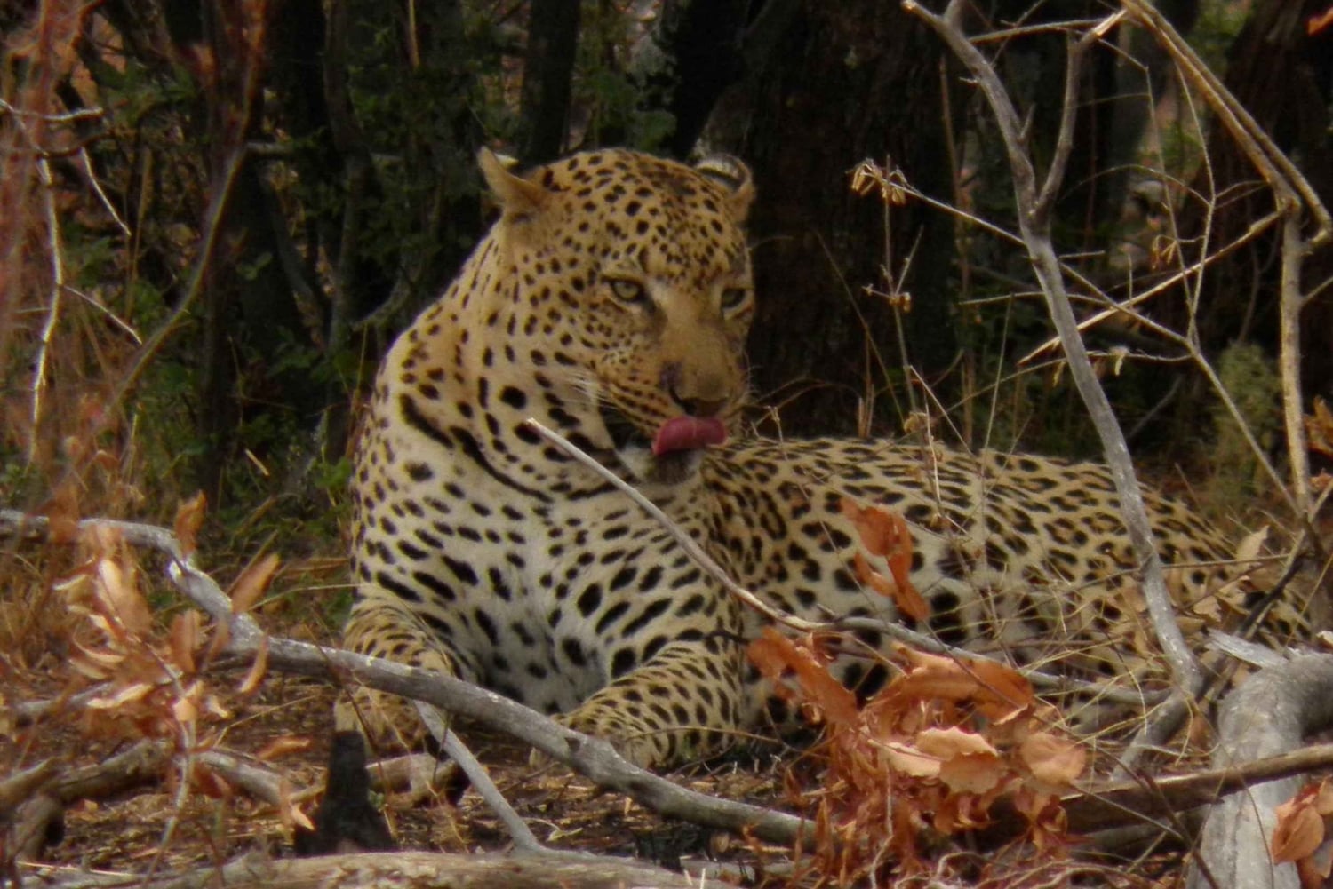 3 Days Kruger National Park Safari and Panorama Route Tour