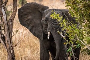 3 Days Kruger National Park Safari and Panorama Route Tour