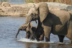 3 Days Kruger National Park Safari and Panorama Route Tour