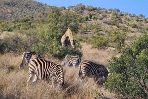 3 Days Kruger National Park Safari and Panorama Route Tour