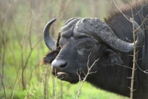 3 Days Kruger National Park Safari and Panorama Route Tour