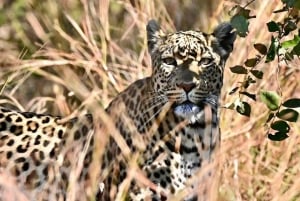 3 Days Kruger National Park Safari and Panorama Route Tour