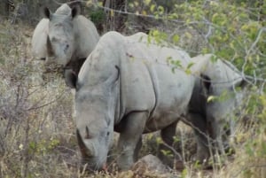 3 Days Kruger National Park Safari and Panorama Route Tour