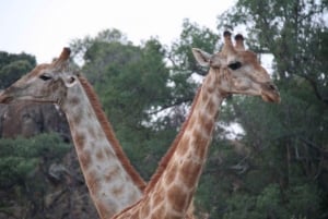 3 Days Kruger National Park Safari and Panorama Route Tour