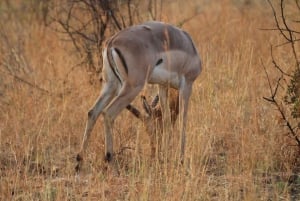 3 Days Kruger National Park Safari and Panorama Route Tour