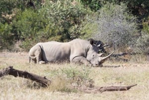 3 Days Kruger National Park Safari and Panorama Route Tour