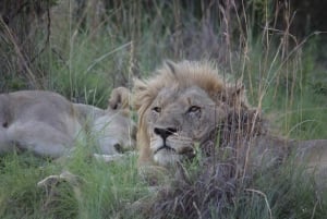 3 Days Kruger National Park Safari and Panorama Route Tour