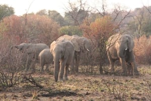 3 Days Kruger National Park Safari and Panorama Route Tour