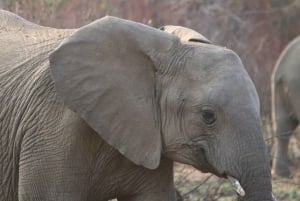 3 Days Kruger National Park Safari and Panorama Route Tour