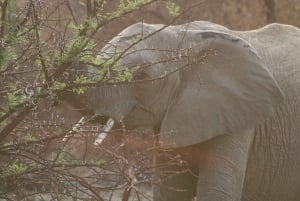 3 Days Kruger National Park Safari and Panorama Route Tour