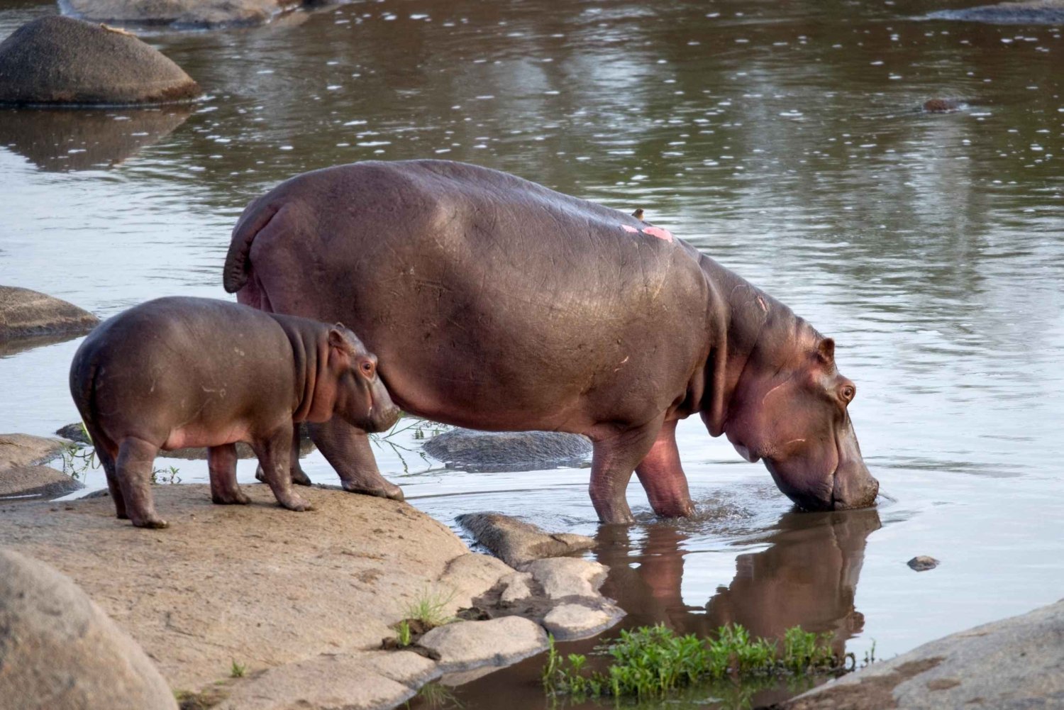 4 Day Kruger Katekani Big 5 Safari from Johannesburg