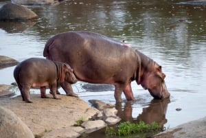 4 jours de safari Kruger Katekani Big 5 au départ de Johannesburg