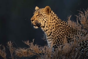 4 jours de safari Kruger Katekani Big 5 au départ de Johannesburg