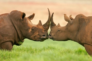 4 jours de safari Kruger Katekani Big 5 au départ de Johannesburg