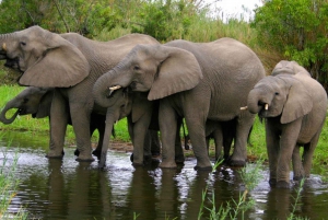 4 Day Kruger N Park & Blyde River Canyon Tour x Johannesburg