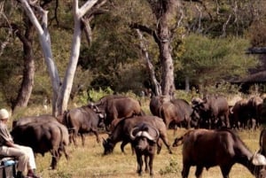 4 Day Kruger National Park Private Safari From Johannesburg