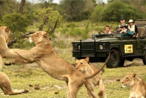 4 Day Kruger National Park Private Safari From Johannesburg