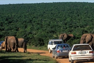4 Day Kruger National Park Private Safari From Johannesburg