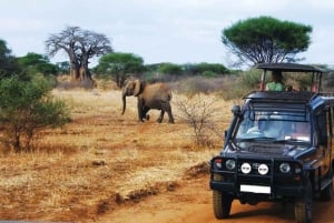 4 Day Kruger National Park Private Safari From Johannesburg