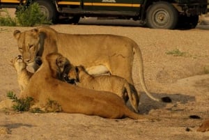 Safári de 4 dias no Parque Nacional Kruger saindo de Joanesburgo