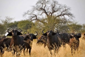 4 dagers safari i Kruger nasjonalpark fra Johannesburg