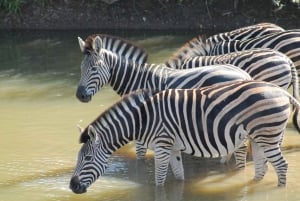 4 dagars safari i Krugerparken med all inclusive från Johannesburg!