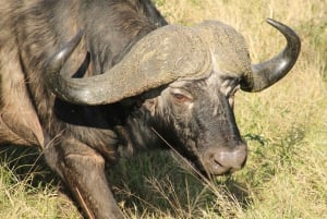 ¡Safari de 4 días al Parque Kruger con todo incluido desde Johannesburgo!
