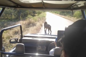 ¡Safari de 4 días al Parque Kruger con todo incluido desde Johannesburgo!