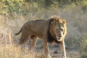 4 dagers all inclusive-safari i Krugerparken fra Johannesburg!