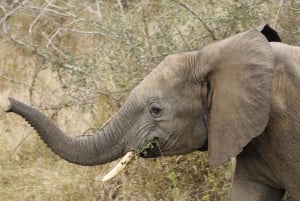 Safari tout compris de 4 jours dans le parc Kruger au départ de Johannesburg !