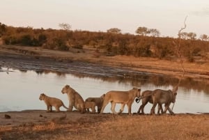 Safari di 4 giorni nel Kruger Park e nel Manyeleti