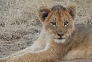 Safari di 4 giorni nel Kruger Park e nel Manyeleti