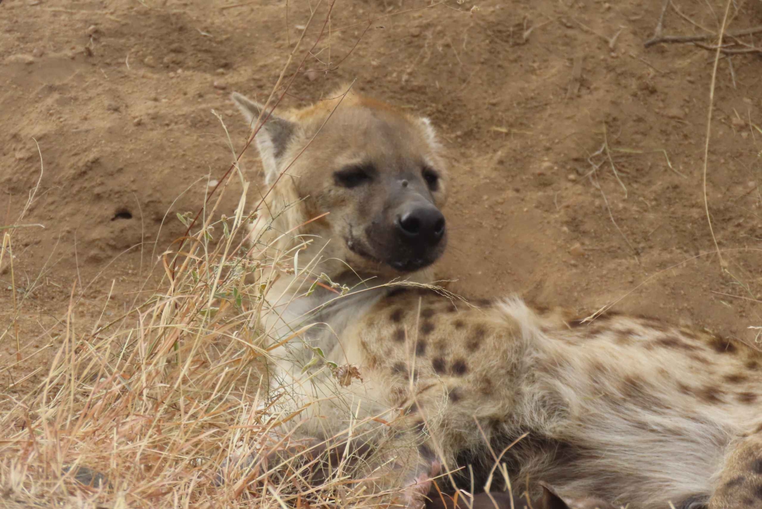 4 dias de safari no Parque Kruger e na Rota Panorâmica