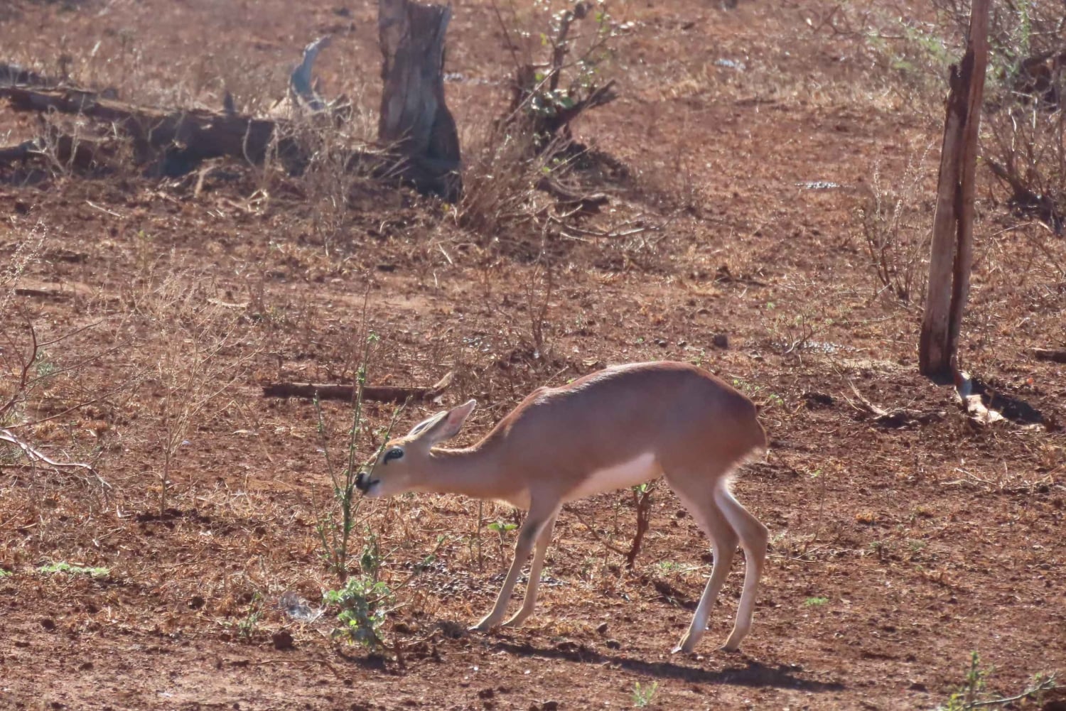 4 dias de safari no Parque Kruger e na Rota Panorâmica