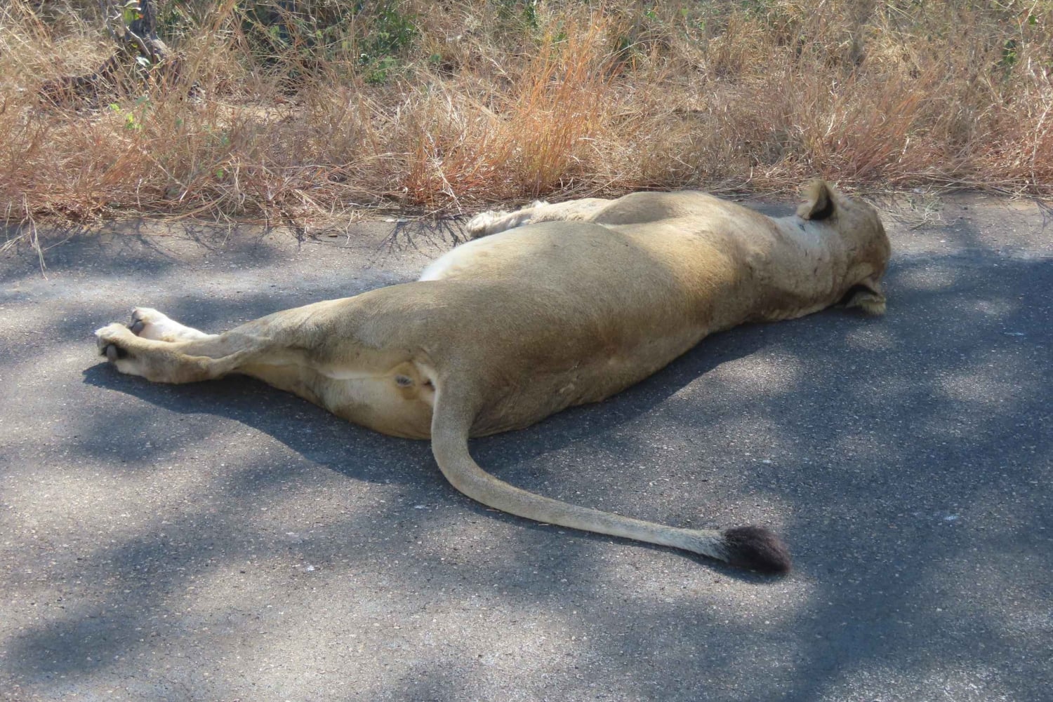 4 dias de safari no Parque Kruger e na Rota Panorâmica