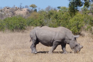 4-dniowe safari w Kruger Park i trasa panoramiczna