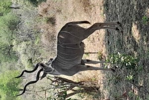 4 Day Kruger Park Safari and Panorama Route