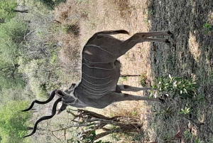 Safari de 4 días por el Parque Kruger y Ruta Panorámica