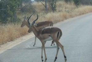4-daagse safari in Kruger Park en Panorama Route