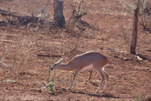 4 dias de safari no Parque Kruger e na Rota Panorâmica
