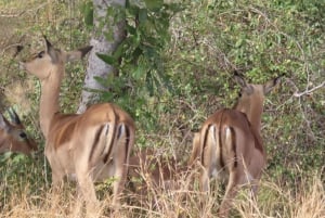 4 dias de safari no Parque Kruger e na Rota Panorâmica