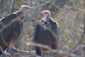 4 dias de safari no Parque Kruger e na Rota Panorâmica
