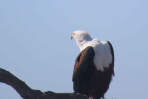 4 dias de safari no Parque Kruger e na Rota Panorâmica