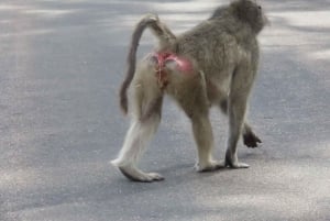 4 dias de safari no Parque Kruger e na Rota Panorâmica