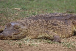 4 dias de safari no Parque Kruger e na Rota Panorâmica