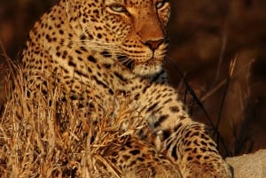 4-Day Kruger Tremisana or Masango Safari from Johannesburg