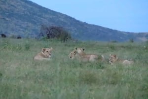 4-dagers Pilanesberg Tlou Tented Safari